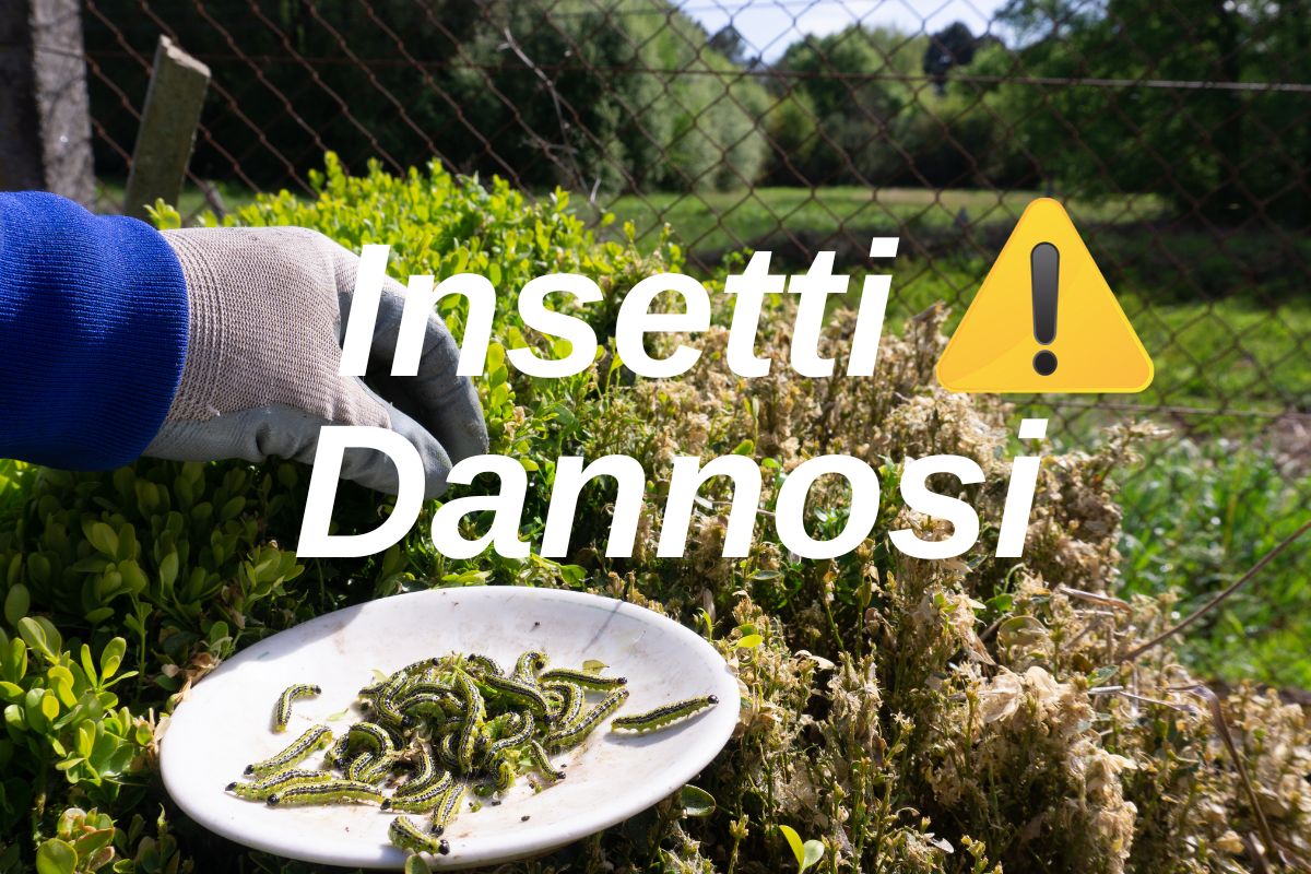 I principali insetti dannosi per il giardino