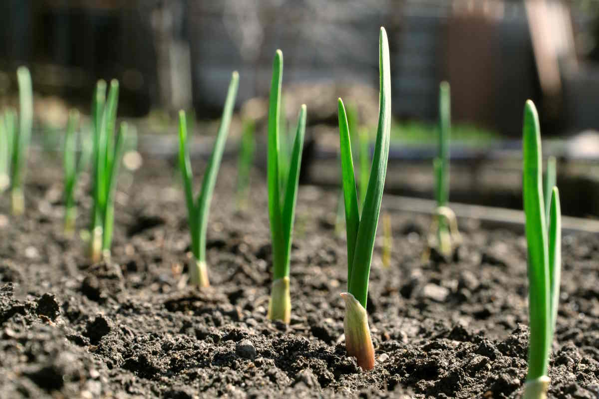 Come piantare aglio in vaso: ecco il metodo collaudato