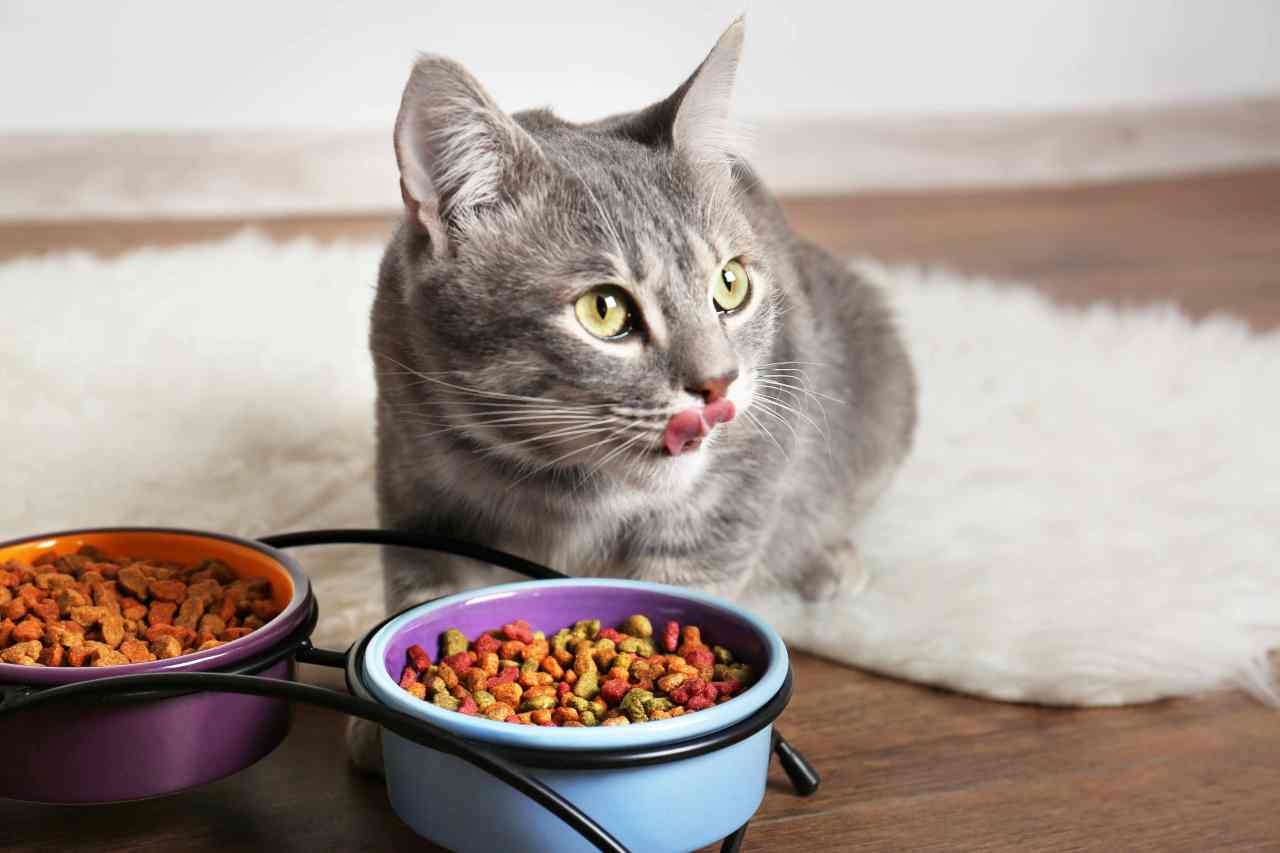 Cosa succede a chi mangia cibo per gatti? Ecco le conseguenze