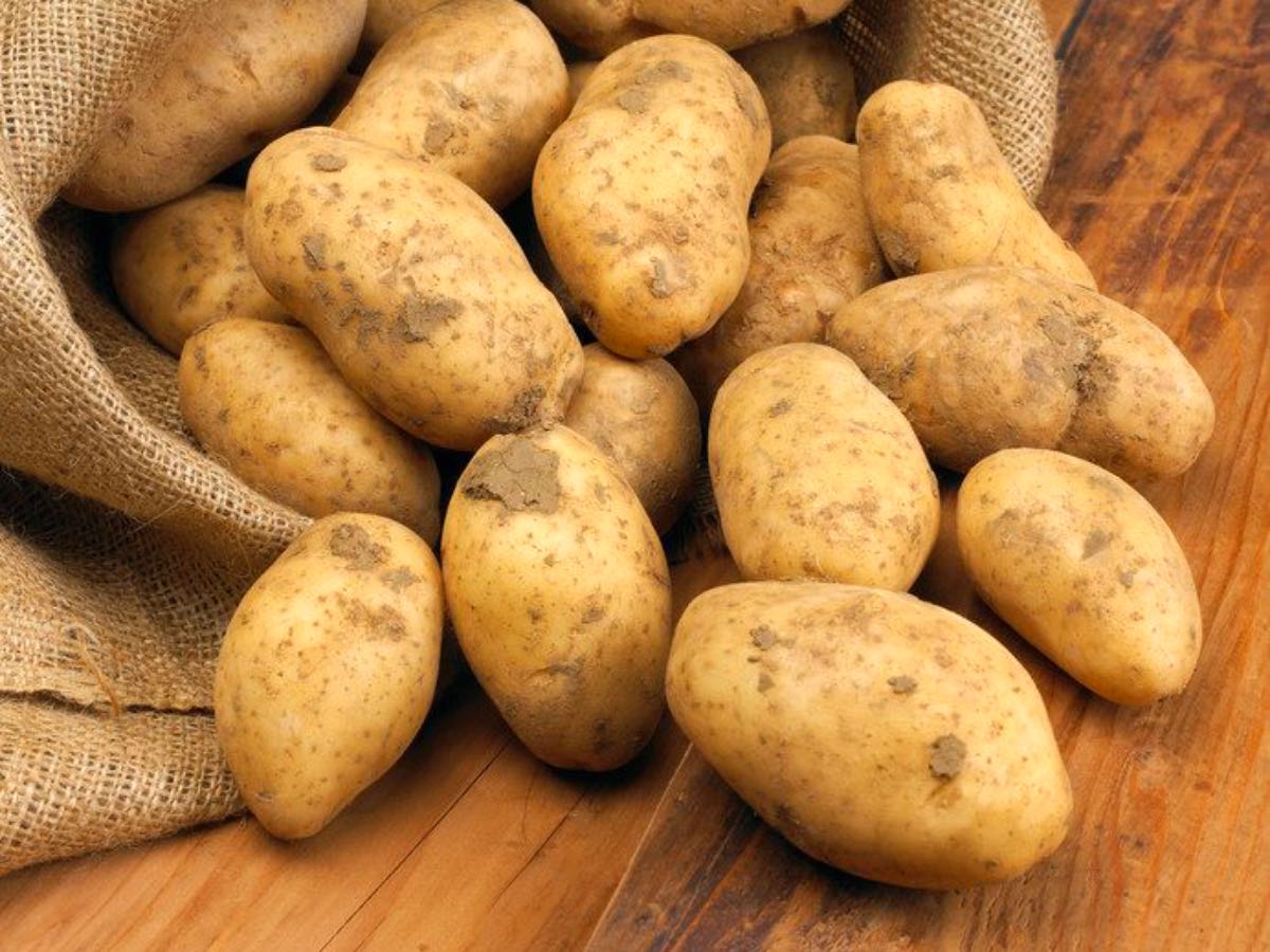 Mangiare patate germogliate: pazzesco, ecco cosa accade