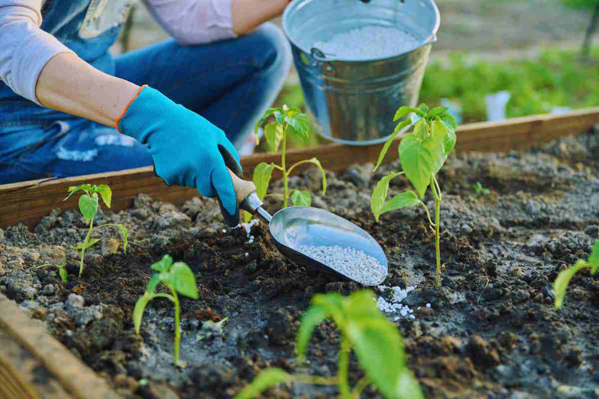 fertilizzante per le piante fatto in casa