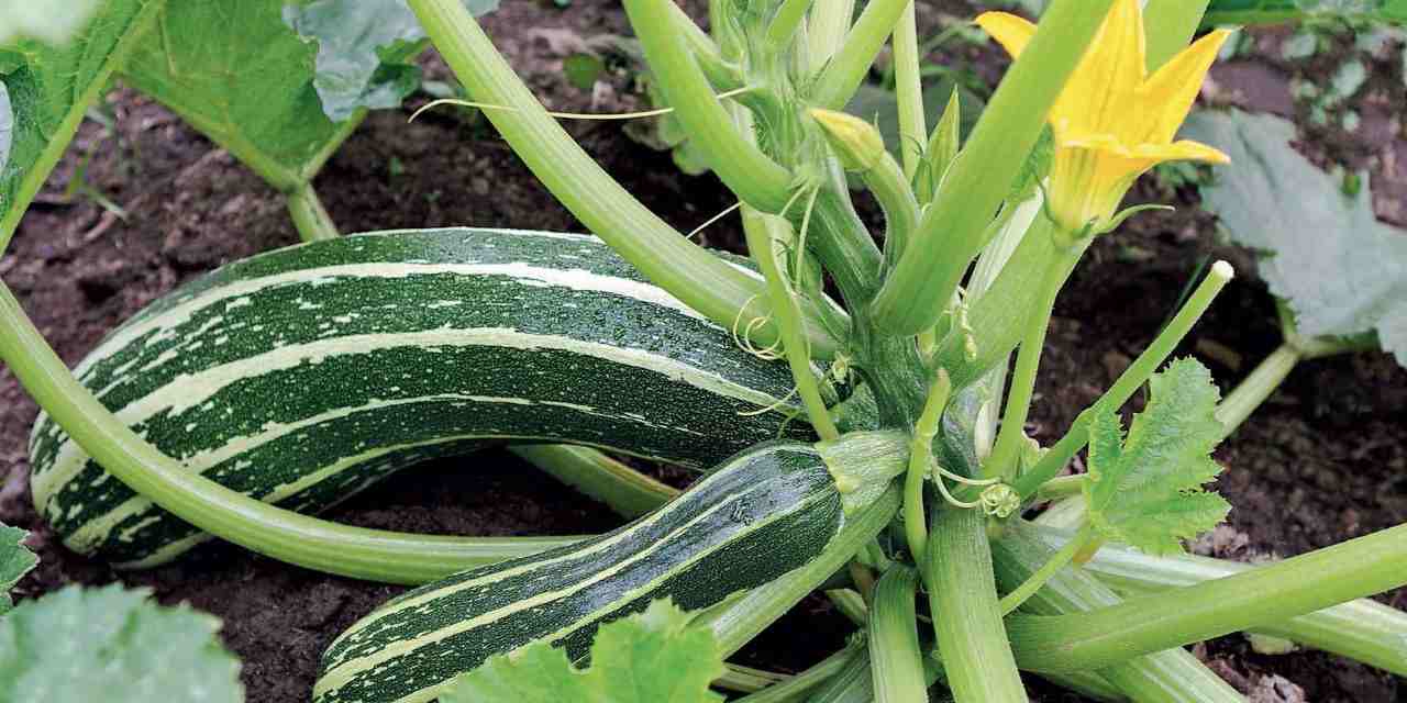 Piantare zucchine a marzo è possibile: ecco il procedimento